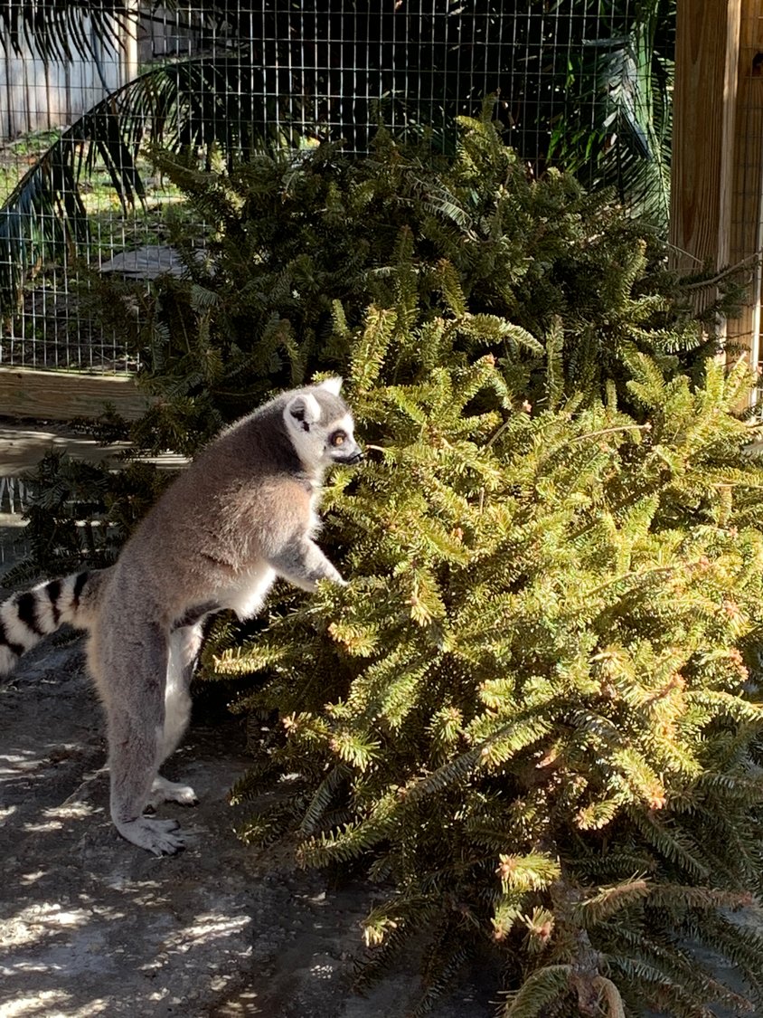 OKEECHOBEE — The animals at Arnold’s Wildlife Center enjoy donations of Christmas trees. Some eat the trees. Some chew on the bark and lick the sap. Some just happily shred a tree. Natural wreaths are also welcome. Please remove any ornaments, ribbons and other decorations.